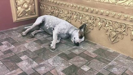 Why You Shouldn't Wake a Sleeping Dog