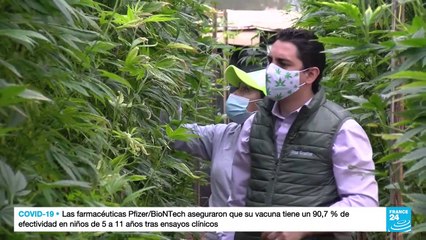 Floricultores ecuatorianos le apuestan al cultivo de cannabis