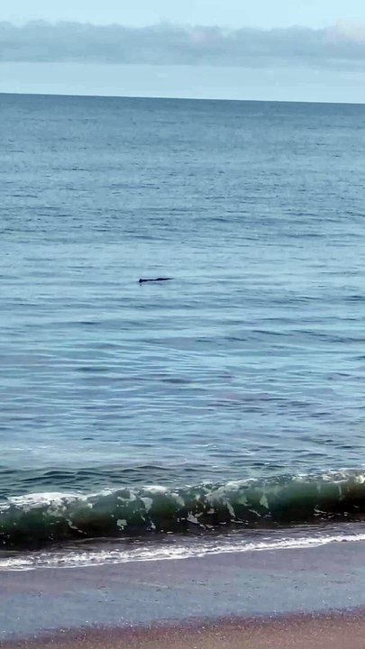 Crocodile Floats in Gentle Waves