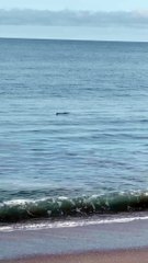 Crocodile Floats in Gentle Waves