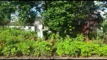 Dono de criação irregular clandestina de abelhas é encontrado em Cascavel