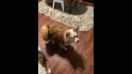 Pompom Pup is Excellent Tap Dancer