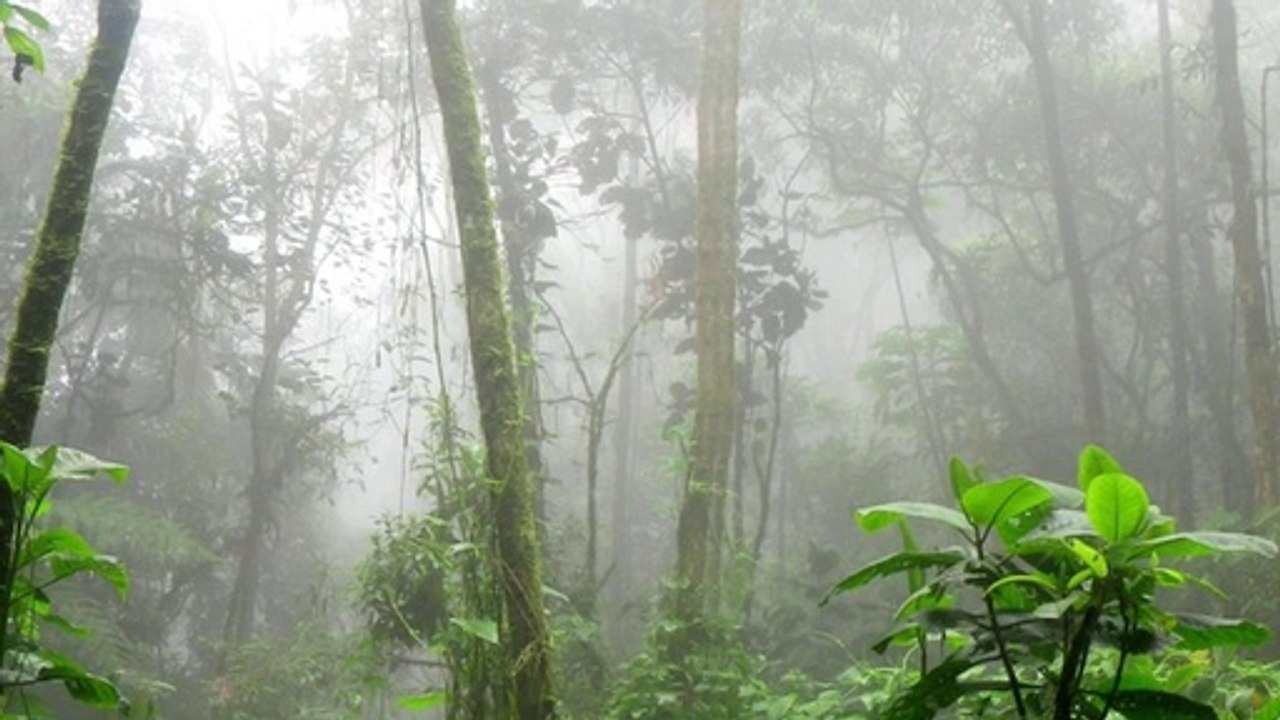 lluvia en el bosque sonido natural