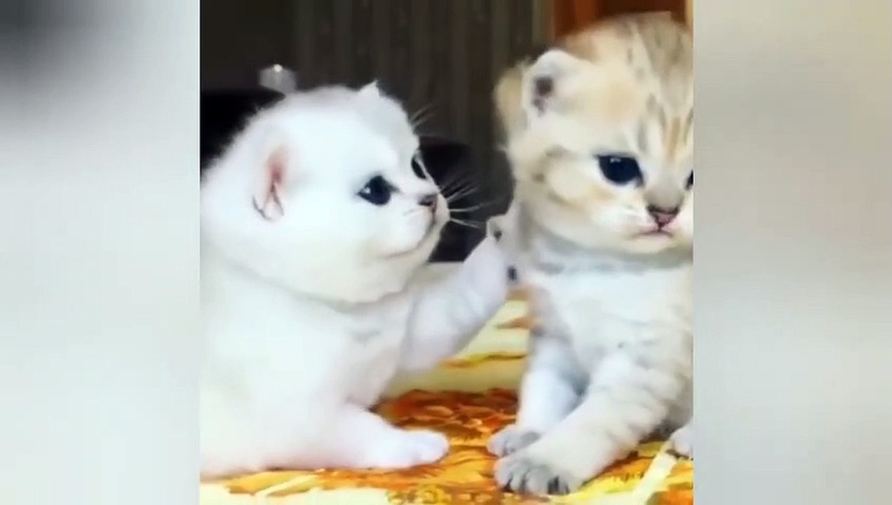 Baby Cats - Cute Cats - Adorable Cats - Funny Cats Compilations PART 1