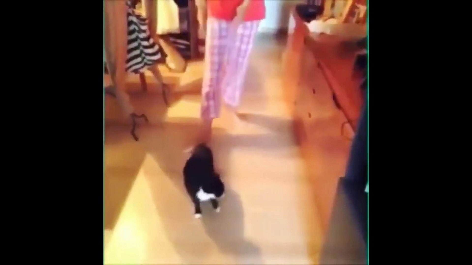 ⁣Baby Cats - Cute Cats - Adorable Cats - Funny Cats Compilations PART 2