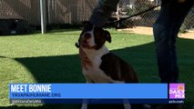 Meet Buzz and Bonnie for Adopt a Shelter Dog Month at Yavapai Humane Society