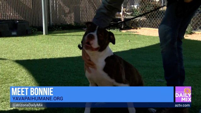 Meet Buzz and Bonnie for Adopt a Shelter Dog Month at Yavapai Humane Society