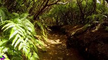 Relaxing Music-Relaxing Jungle Sound With Birds, Nature -Meditation & Stress Relief