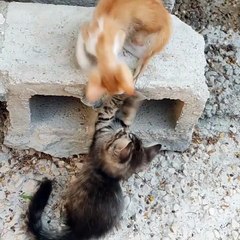 Cute cat Pappy enjoy