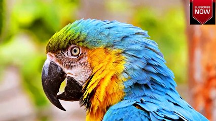 Birds Are Singing In The Morning  !! ...Just   Feel It