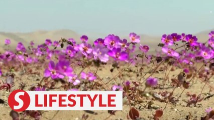 It's bloom time in Chile's 'flowering desert'