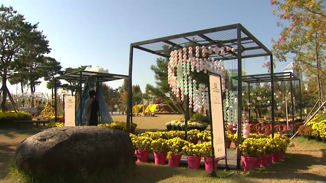 깊어가는 가을...국화 만발한 대전 유림공원 / YTN