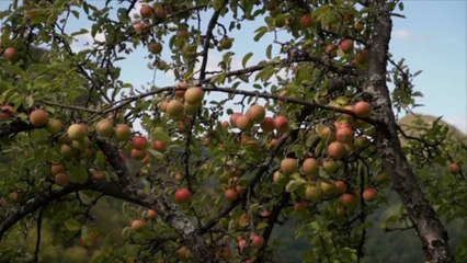 Feral Apple Cider Should Be on Your Radar This Fall