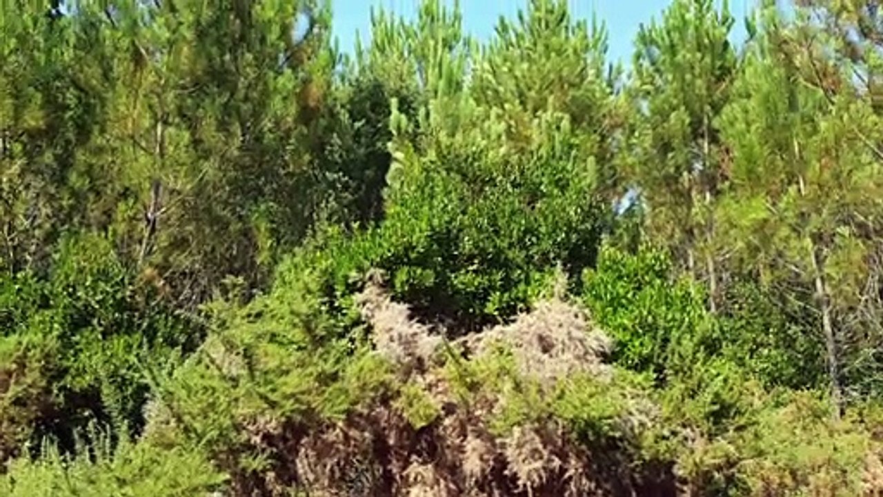 Petite vue à 360° d'un coin de la forêt landaise