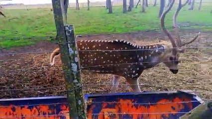 Una manada de ciervos - Sonidos de la Naturaleza  | Matías HD