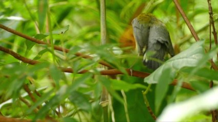 Rare Songbird First Identified in Charleston Declared Extinct