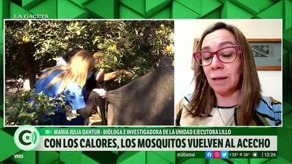 Con las altas temperaturas, los mosquitos marrones invaden Tucumán