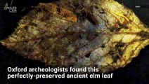 This 6,000-Year-Old Leaf Is Found in Perfect Condition