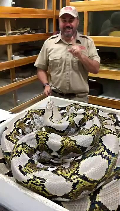 Saving_snake_eggs_so_they_hatch_can_get_risky__#shorts_#snake_#reptile_#animals(720p)