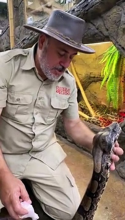 SAVING A GIANT BOA CONSTRICTOR!