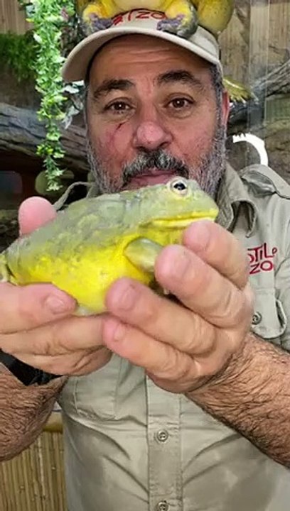 Gigantic_frog__#shorts_#animals_#frogs_#funny_#suja king a
