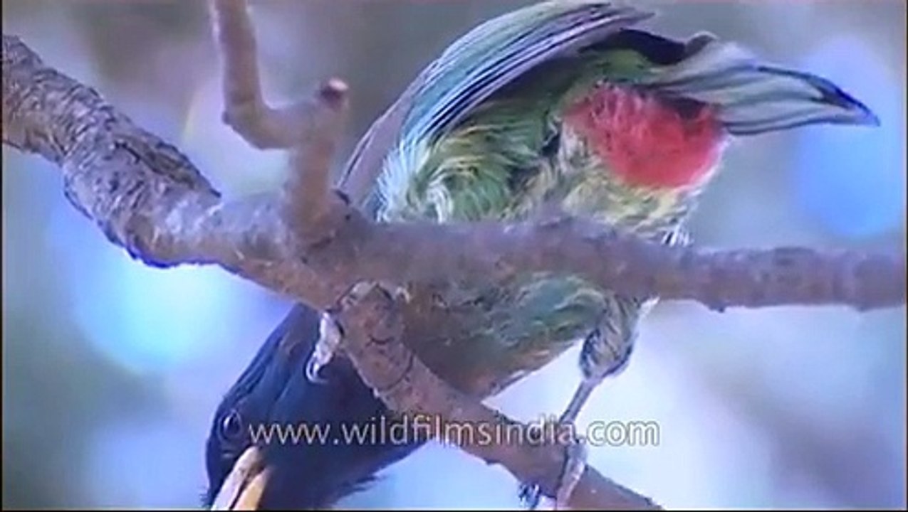 Himalayan Barbet or Great Hill Barbet in Uttarakhand