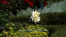 Roses of Mughal Gardens