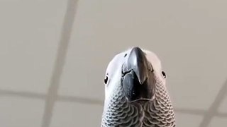 Bird making Samsung notification sounds