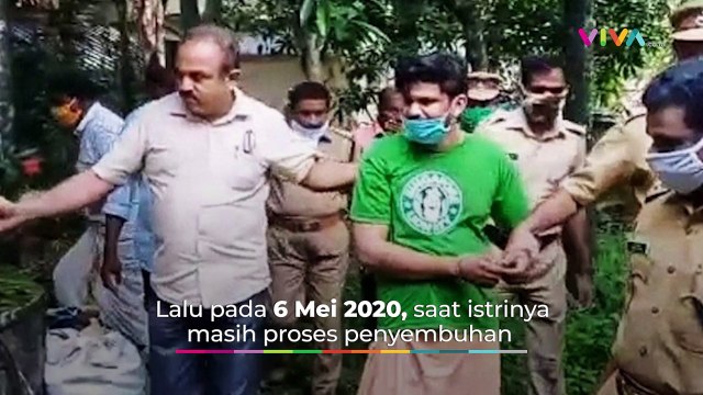 Berkali-kali Pria Ini Coba Bunuh Istrinya Pakai Ular Kobra
