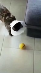 Funny Cat and Cute Cat #cat #funny #kucing #lucu #pets #cute