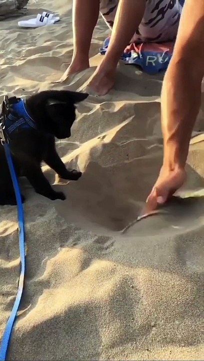 Funny Cat and Cute Cat #cat #funny #kucing #lucu #pets #cute