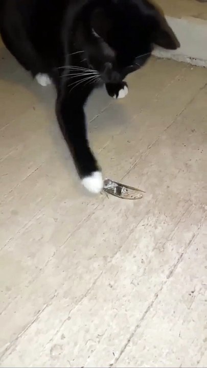 Funny Cat and Cute Cat #cat #funny #kucing #lucu #pets #cute