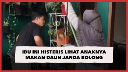 Viral Ibu Ini Histeris Lihat Anaknya Makan Daun Janda Bolong, Publik Ikut Keringat Dingin