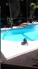 Kompilasi tingkah kucing lucu menggemaskan