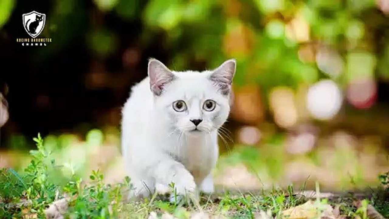 cat Munchkin