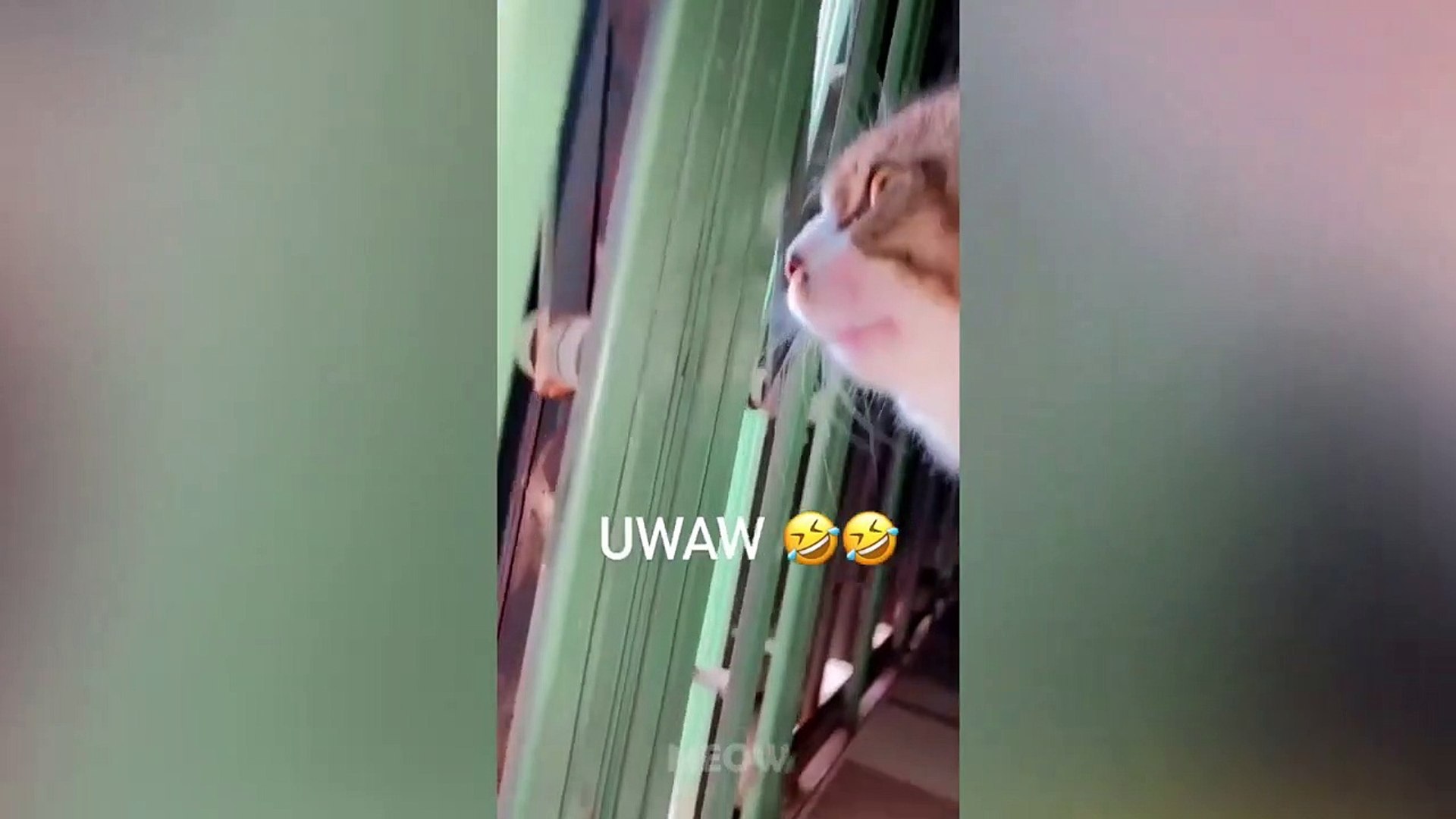 ⁣Cats Like to Be Petted - Funny Pets Reaction Videos