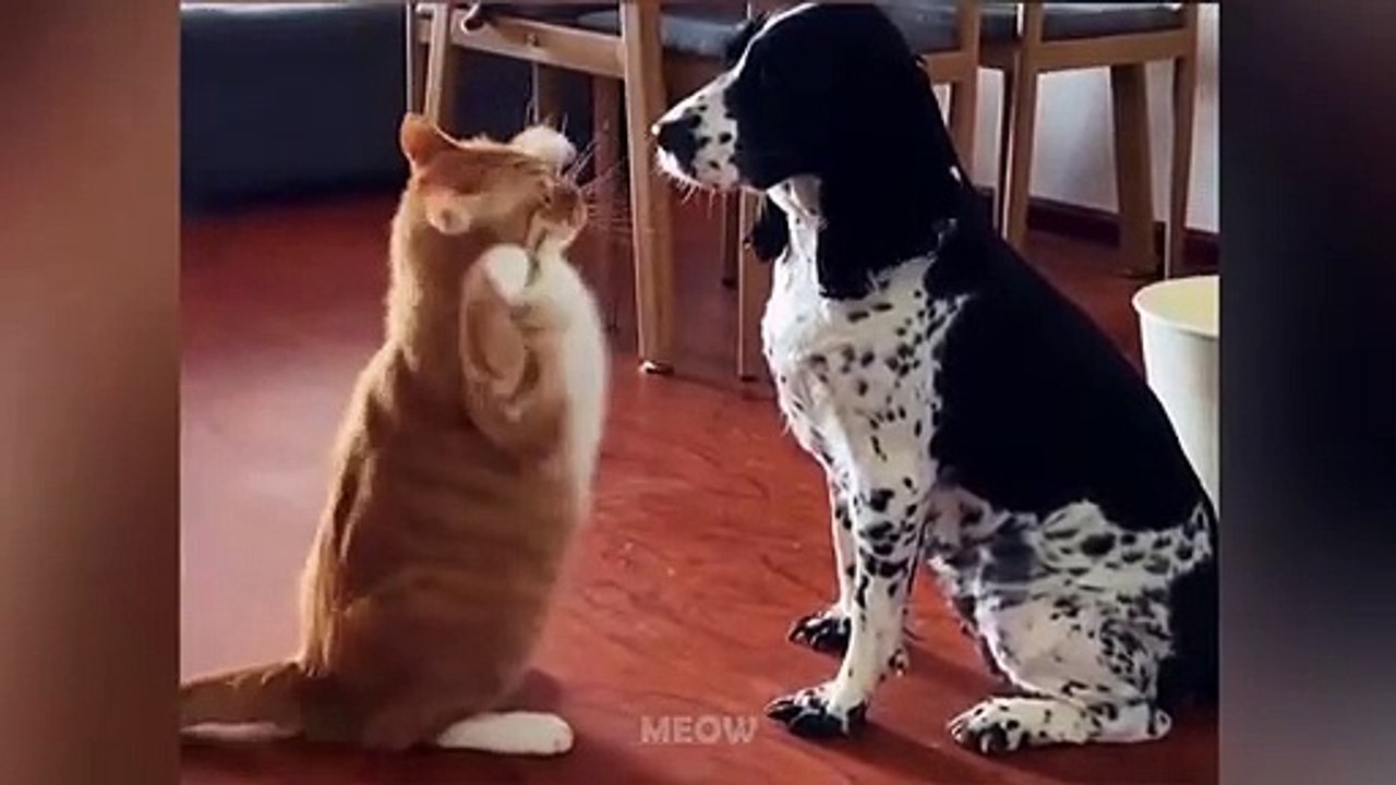 Cats And Dogs Awesome Friendship - Funny Pet Videos