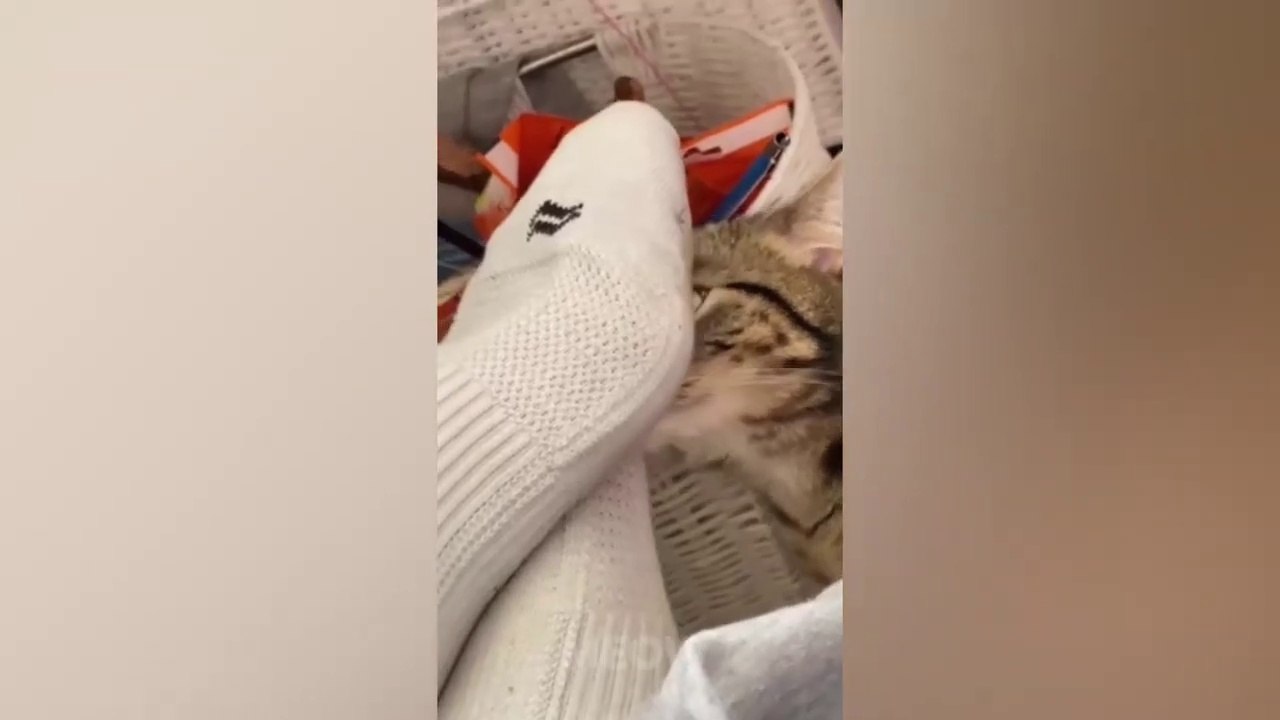 Check Out These Adorable Pets - You'll laugh all day