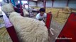 Sheep Farming Technology - Shearing Process, Milking & Lamb Processing