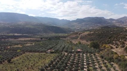 Hedef zeytin ve zeytinyağı üretiminde marka olmak