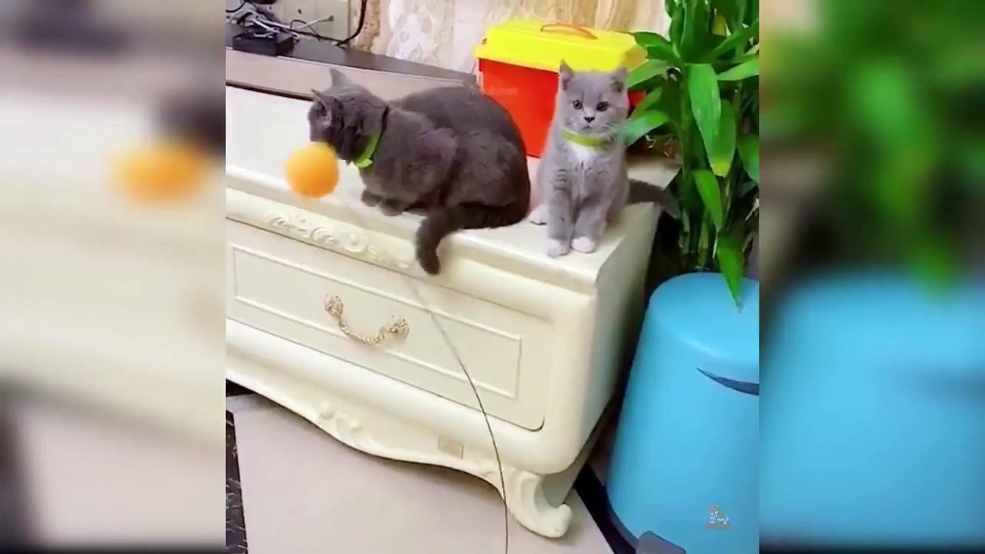 ⁣Baby Pets - Cute and Funny Pets Videos Compilation #14