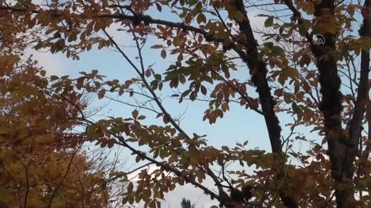 Ormanlarda hazan mevsimi