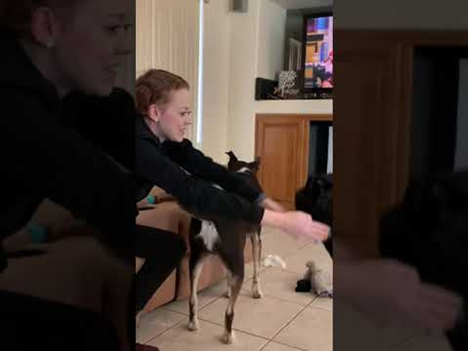 Great Dane Snatches Scrunchie