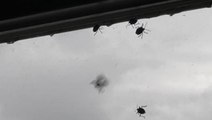 İstanbul'da 'kokarca böceği' kabusu! Arı gibi ses çıkarıp kokarca gibi kokuyor