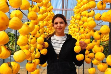 ÇÖPE ATMAYIP KURUTTUĞU CENNET HURMASIYLA 5 YILDA İHRACATA BAŞLADI