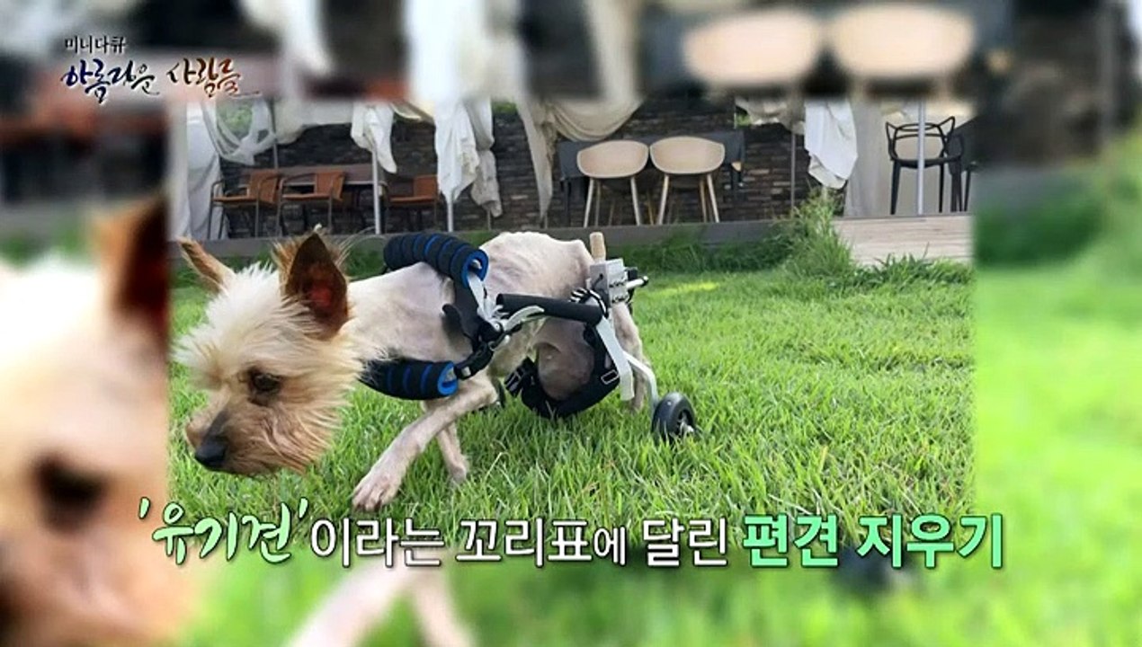 [미니다큐] 아름다운 사람들 - 179회 : 사지 말고 입양하세요