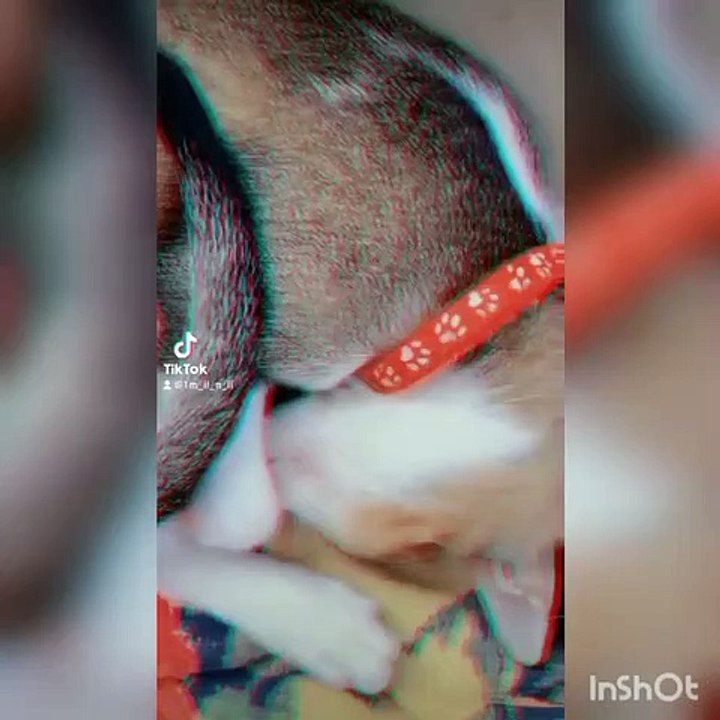 Cat playing