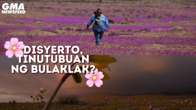 Atacama Desert sa Chile, namumulaklak! | GMA News Feed
