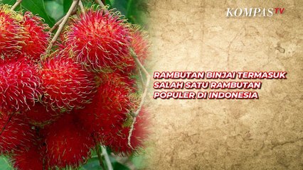 Fakta Menarik Kota Binjai