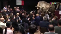 Penampakan Fosil Dinosaurus Triceratops Terbesar di Dunia
